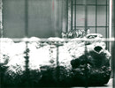 Tiger in the Frankfurt Zoo - Vintage Photograph