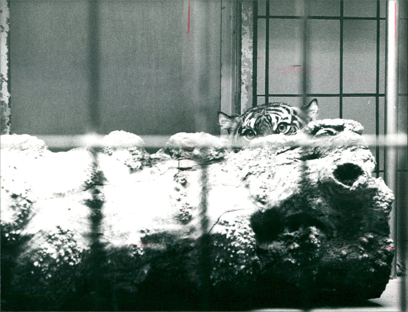 Tiger in the Frankfurt Zoo - Vintage Photograph