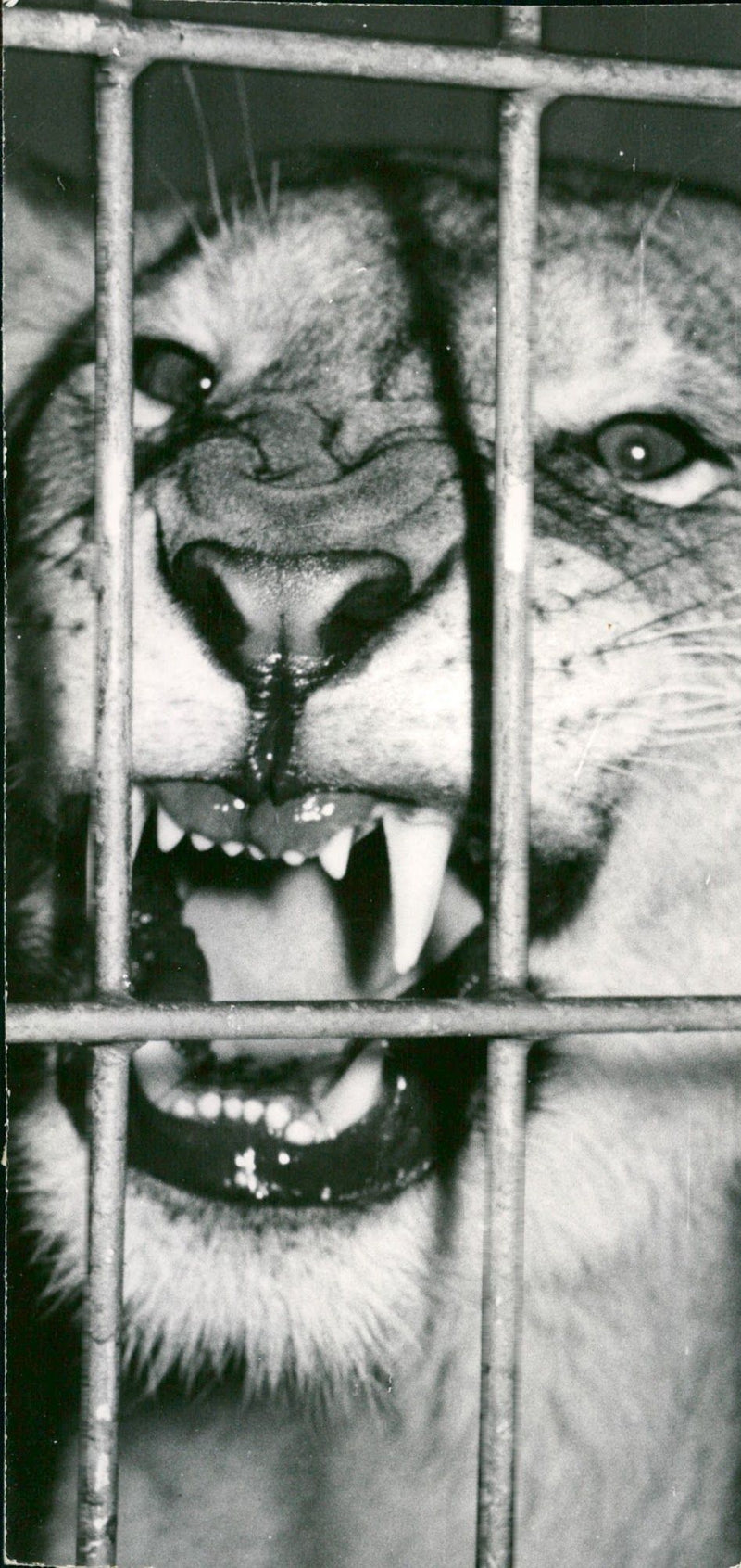 lioness - Vintage Photograph