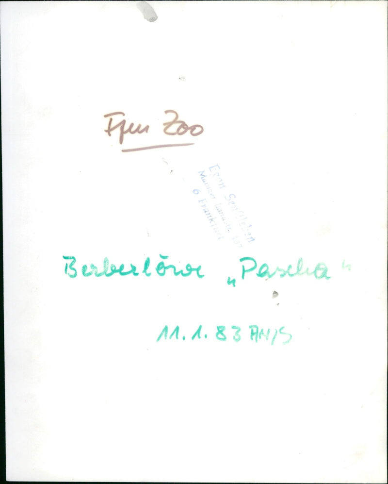 Berber lion "Pasha" from the Frankfurt Zoo - Vintage Photograph