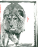 Berber lion "Pasha" from the Frankfurt Zoo - Vintage Photograph