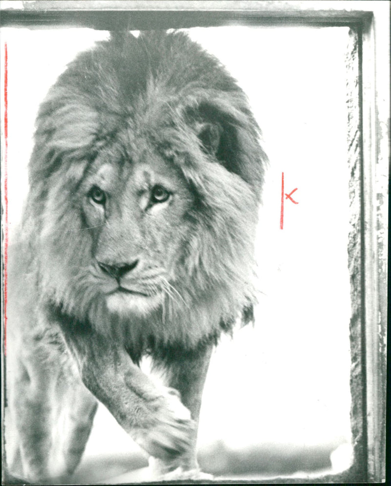 Berber lion "Pasha" from the Frankfurt Zoo - Vintage Photograph