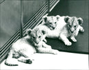 Lion children from Frankfurt Zoo - Vintage Photograph
