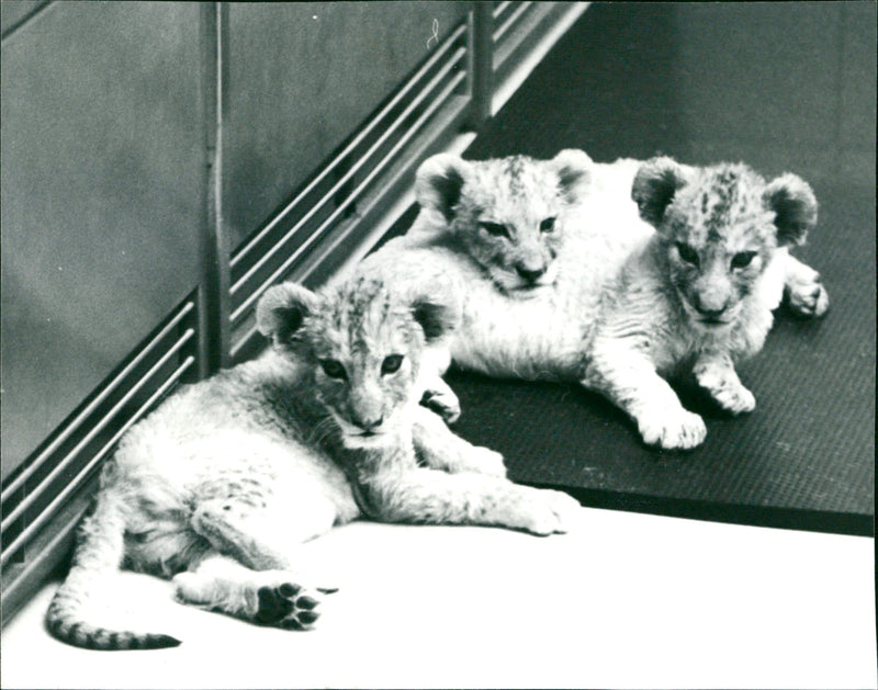 Lion children from Frankfurt Zoo - Vintage Photograph