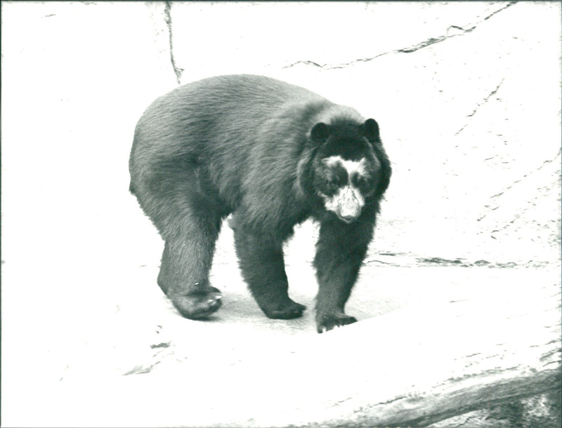 BAREN ANIMALS GOGGLES EYEWEAR BARON LONI FREE ZOO - Vintage Photograph