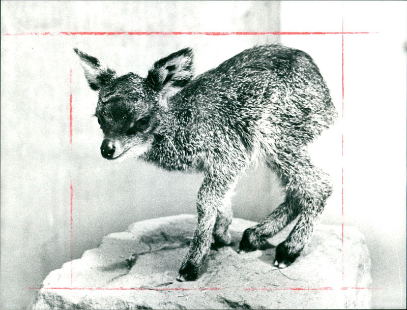 Antelope baby from the Frankfurt Zoo - Vintage Photograph