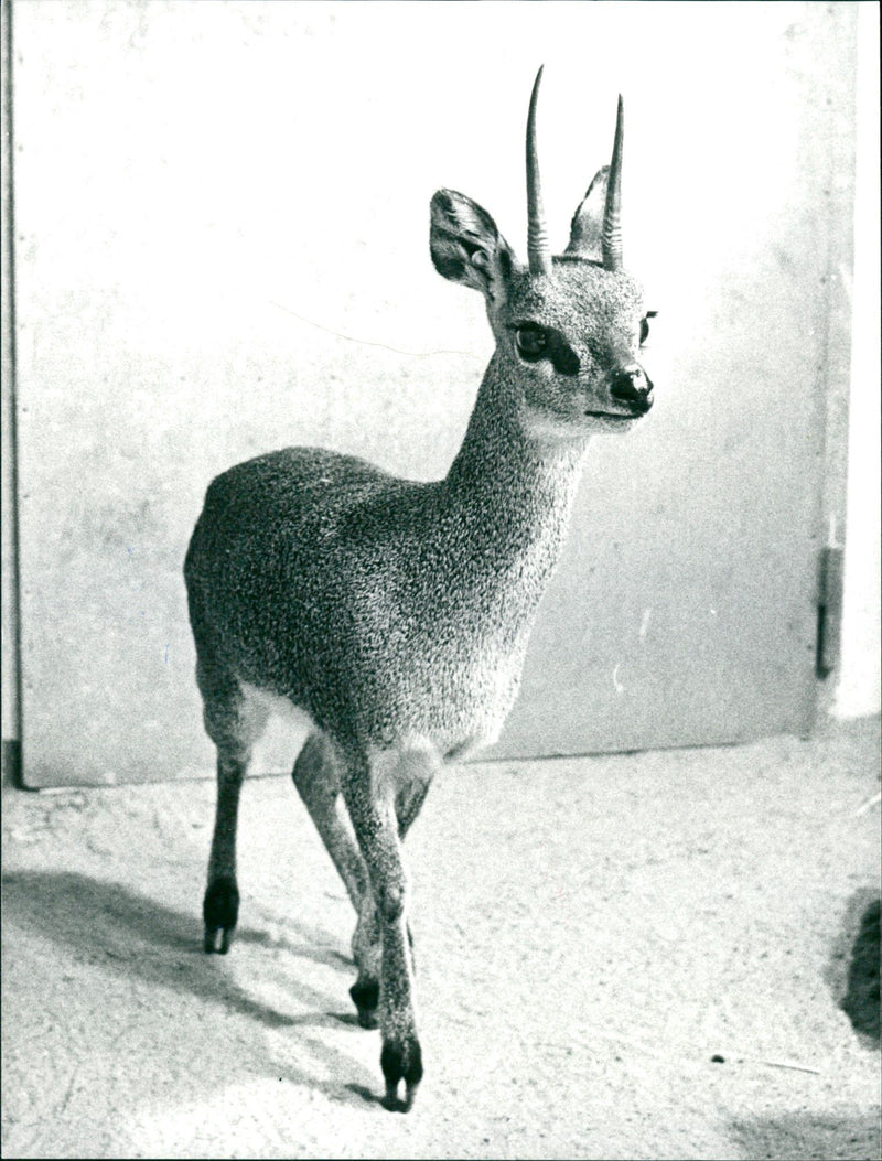 Antelope from the Frankfurt Zoo - Vintage Photograph