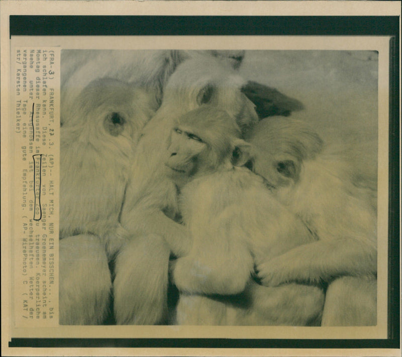 ANIMALS RHESUS MONKEYS SAENGER GROENEMEYER APPEARS MONDAY THIS - Vintage Photograph