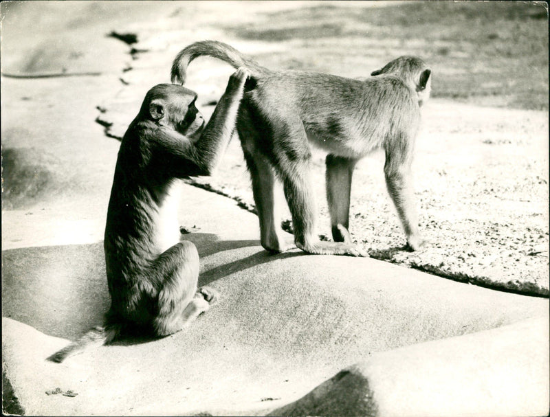 ANIMALS RHESUS MONKEYS ZOO FRANKFURT IRREQUIRED HELT - Vintage Photograph