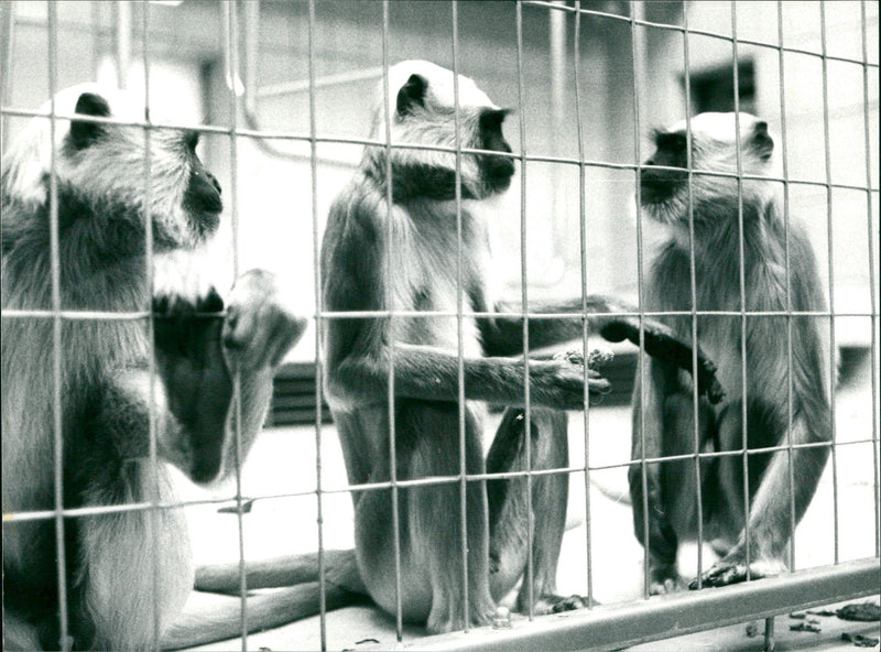ANIMALS MONKEYS HULMAN MONKEY WORLDS MOST FAMOUS - Vintage Photograph