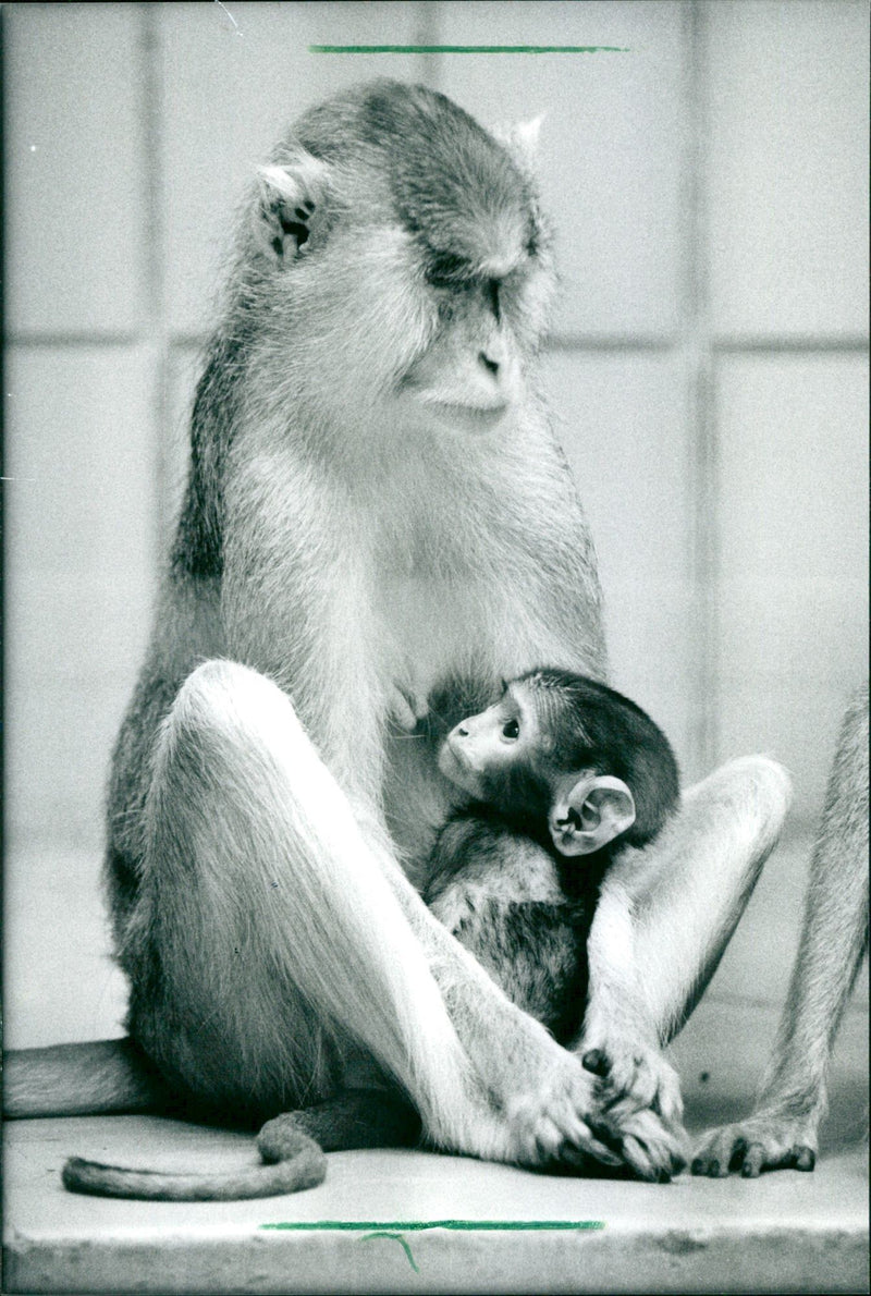 1909 IFW ZOO ANIMALS HUSSARS APE APES FFM HUSARHAFFEN IMAGEINALI - Vintage Photograph