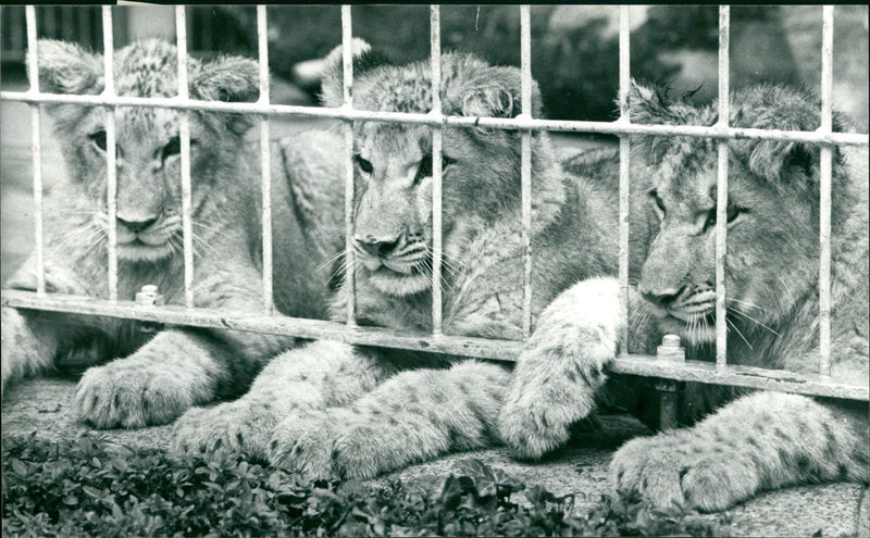 1985 CATS ANIMALS LOWEN THEIR KIND SHOULD LIVE LONG TER - Vintage Photograph