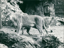 FFM CATS ANIMALS LOWEN PUBLISHED SIMO - Vintage Photograph