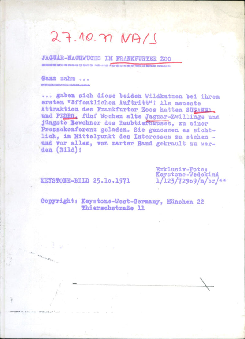 Jaguar offspring - Vintage Photograph