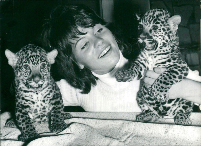 Jaguar offspring - Vintage Photograph