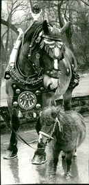 1969 ZOO AND ZWE ZWEINDING ZWEINDINGS - Vintage Photograph