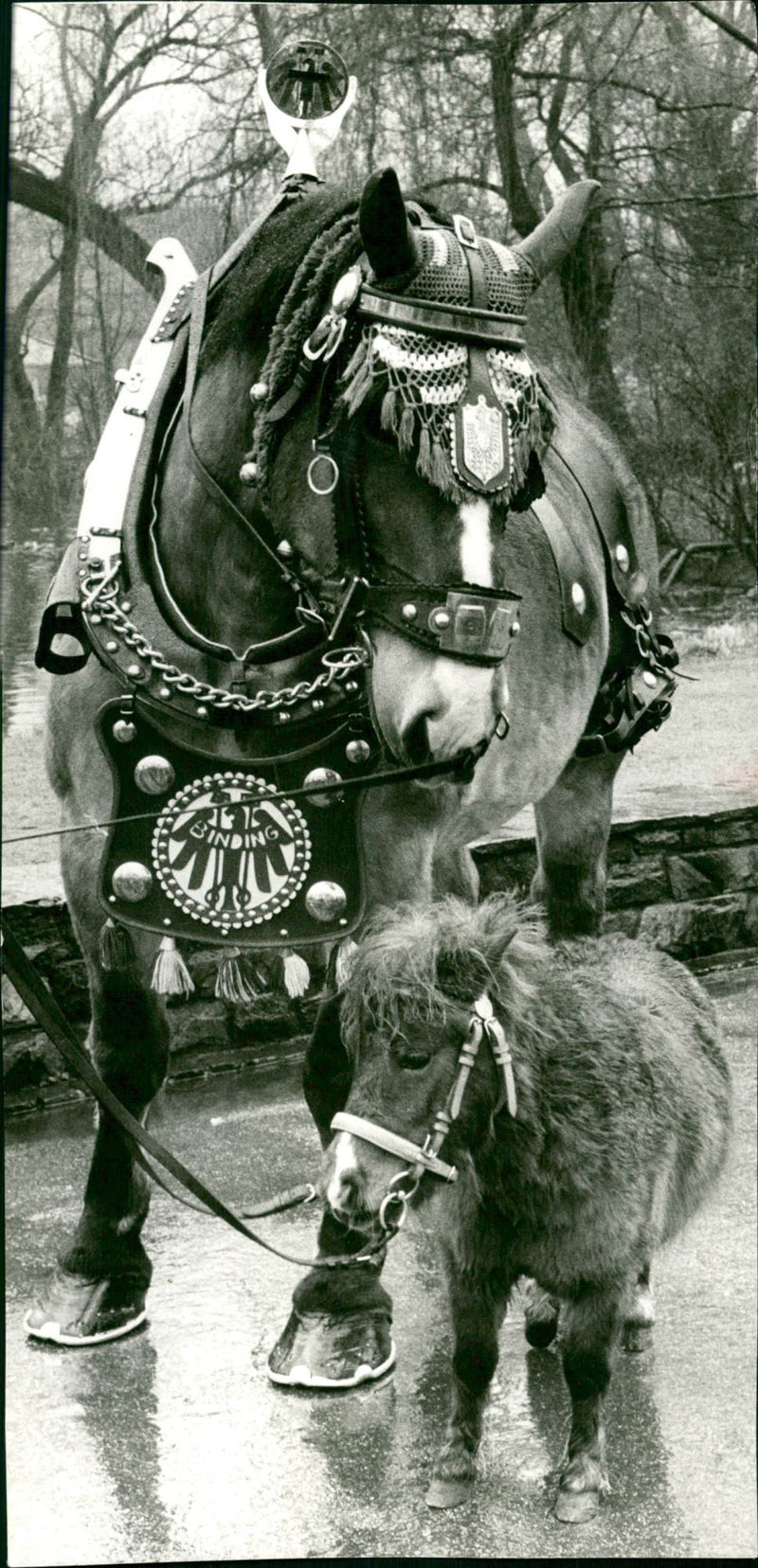 1969 ZOO AND ZWE ZWEINDING ZWEINDINGS - Vintage Photograph