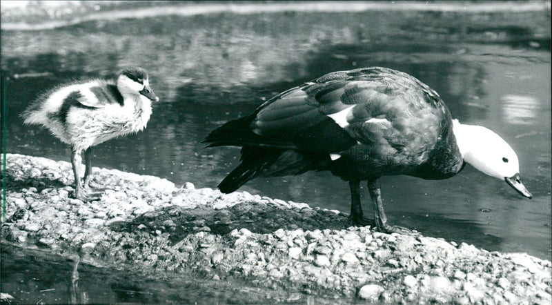 1992 ANIMALS KASARKA GOOSE ITS ONLY OFFSPRING SNIFFED CAREFUL - Vintage Photograph