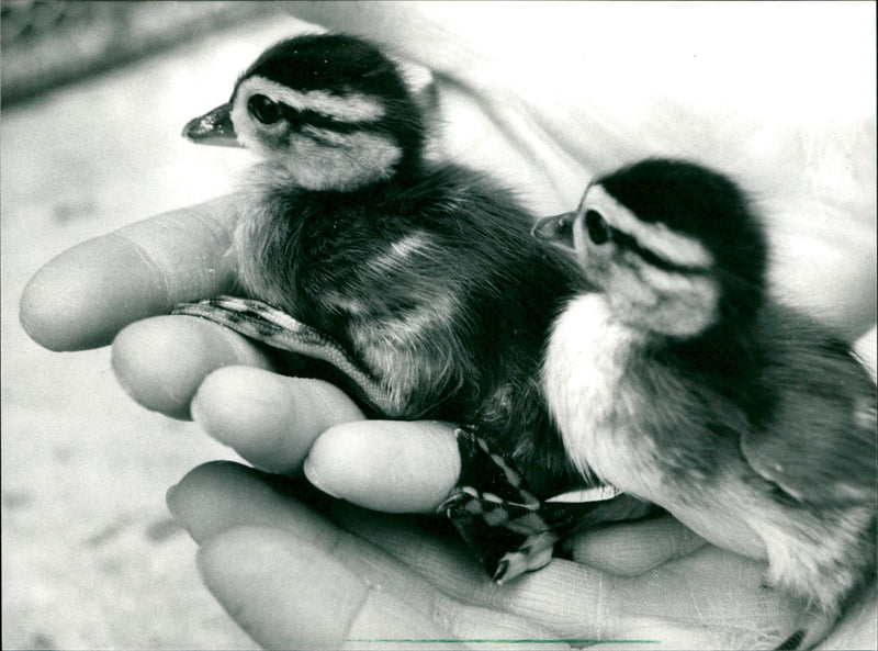 1987 ANIMALS GOOSE KUKEN PAIR FLANGE DUCKS HAS BEEN - Vintage Photograph