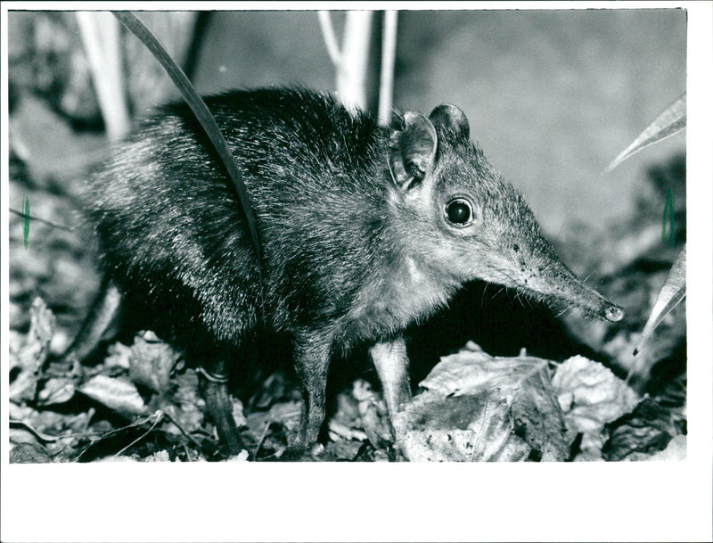 1978 ANIMALS RUSSEL JUMPER RUNEL GINDA JUTTA THOMASIUS - Vintage Photograph