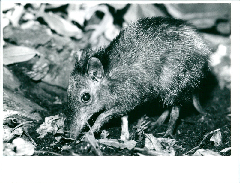 ANIMALS RUSSEL JUMPER LAND ISLANDS LANDS ISLAND - Vintage Photograph