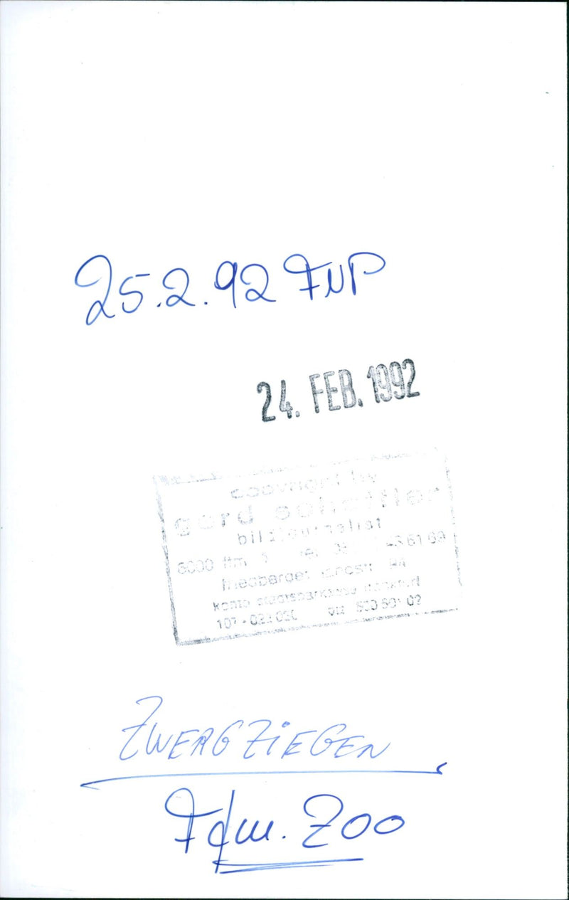 Dwarf goats - Vintage Photograph