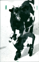 Dwarf goats - Vintage Photograph