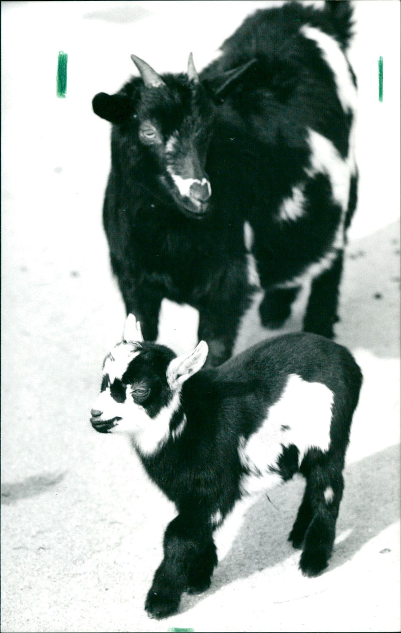 Dwarf goats - Vintage Photograph