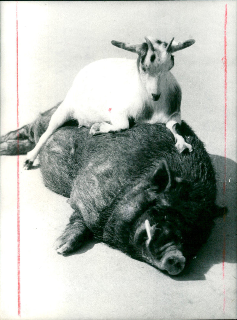 Mountain goat and pot-bellied pig - Vintage Photograph