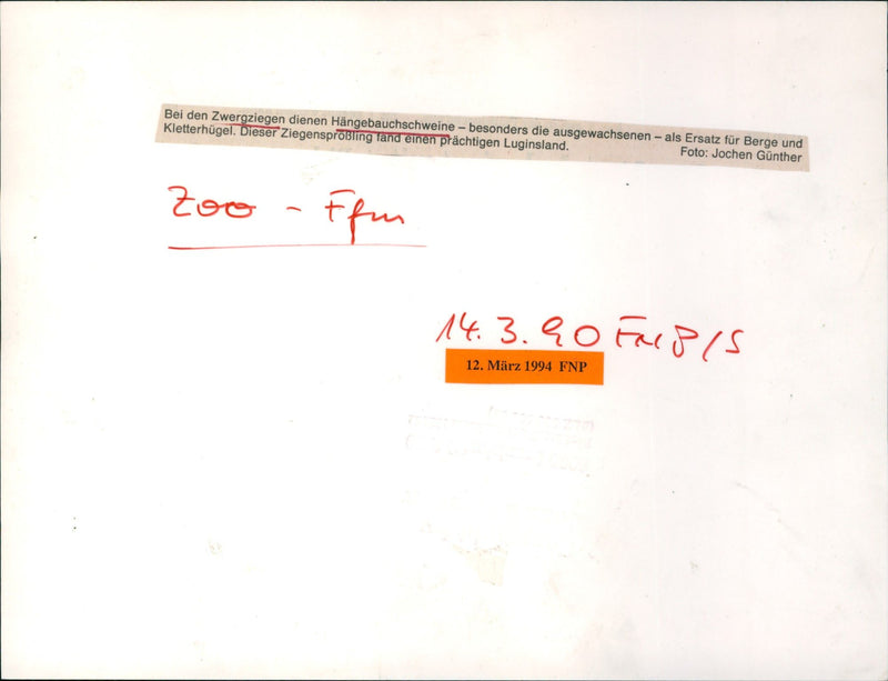 Pygmy goat and pot-bellied pig - Vintage Photograph