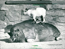 Pygmy goat and pot-bellied pig - Vintage Photograph