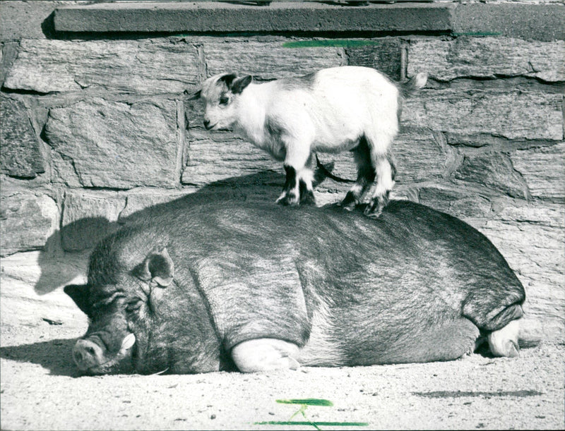 Pygmy goat and pot-bellied pig - Vintage Photograph