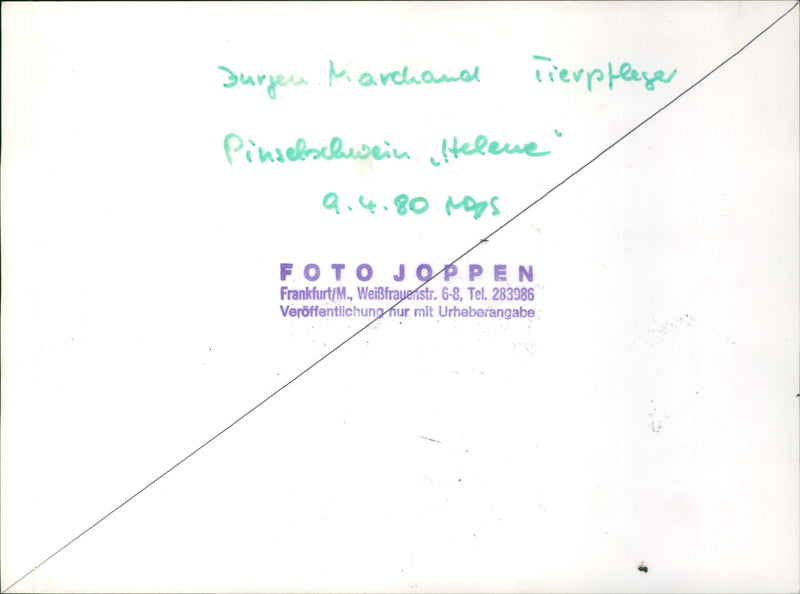 J. Marchand with brush pig "Helene" - Vintage Photograph