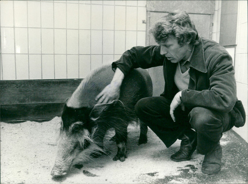 J. Marchand with brush pig "Helene" - Vintage Photograph