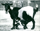 Goat offspring in the Frankfurt Zoo - Vintage Photograph