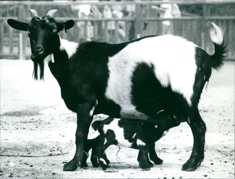 Goat offspring in the Frankfurt Zoo - Vintage Photograph