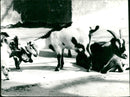 Goats in the Frankfurt Zoo - Vintage Photograph