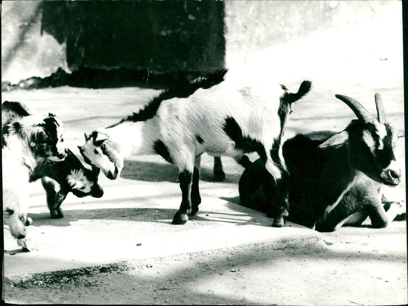 Goats in the Frankfurt Zoo - Vintage Photograph