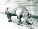Frankfurt Zoo - Vintage Photograph