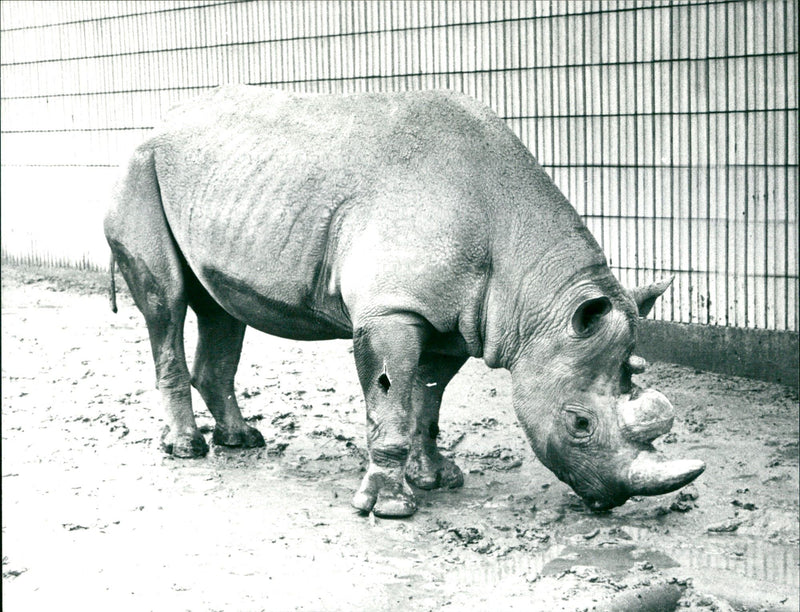 Frankfurt Zoo - Vintage Photograph