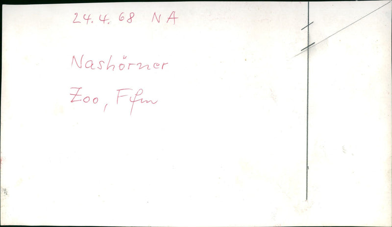 Frankfurt Zoo - Vintage Photograph