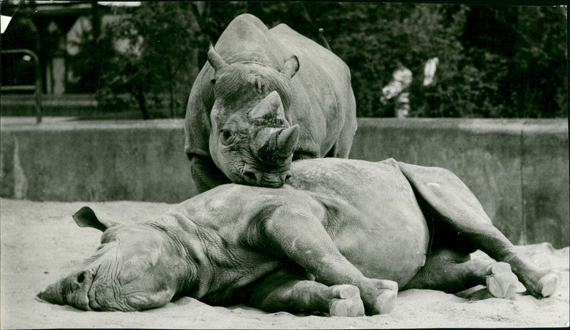 Frankfurt Zoo - Vintage Photograph