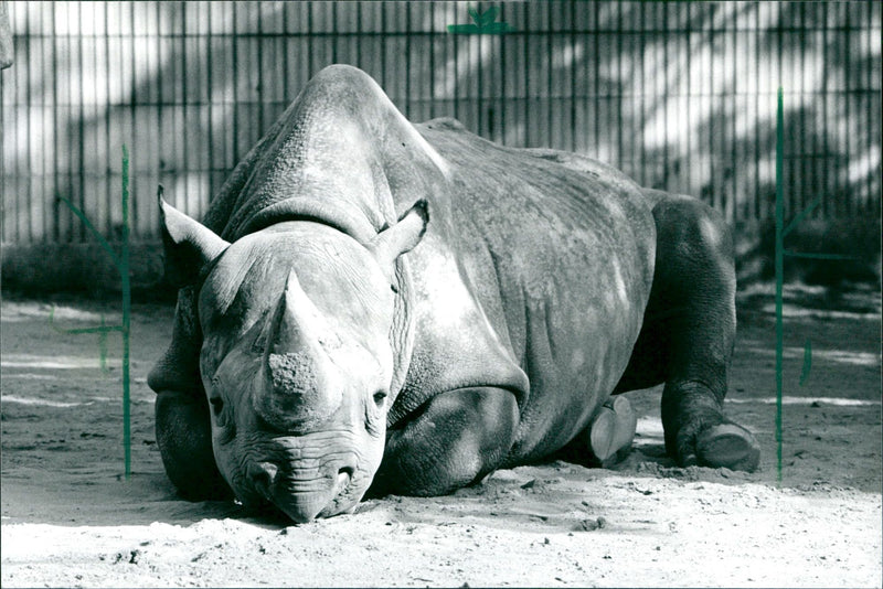 Frankfurt Zoo - Vintage Photograph
