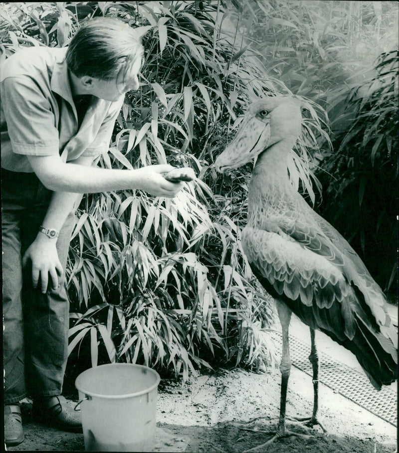 VOGEE SHOE BEAK ZOO NOSE BEAK FFM ANIMALS - Vintage Photograph