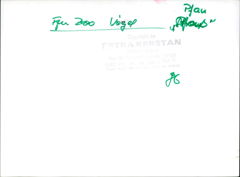 Peacock chick with peacock - Vintage Photograph