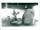 Peacock chick with peacock - Vintage Photograph