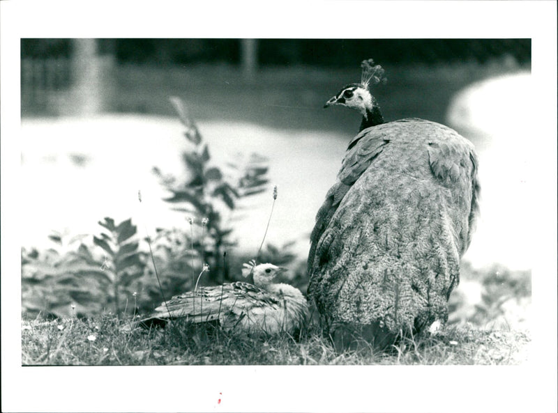 Peacock chick with peacock - Vintage Photograph