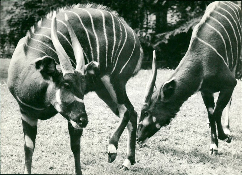 ANIMALS TNG BONGOS FOR SNA COPYRI ELSBETH SIEGRIST GEMSBERG BASEL YOS - Vintage Photograph