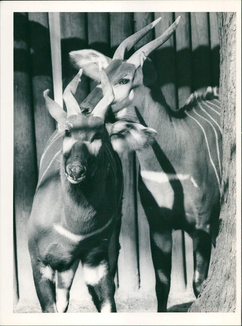 BONGOS ANIMALS WAKFURT STETTENSTR - Vintage Photograph