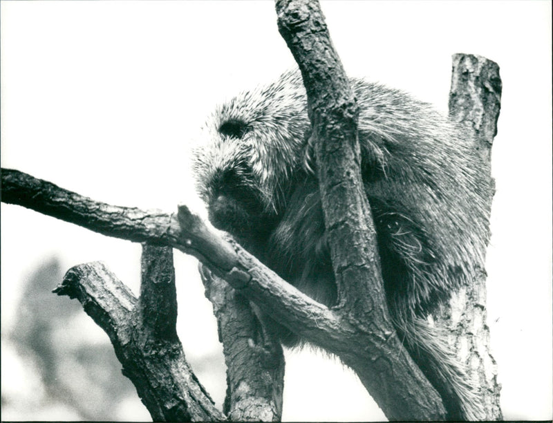 TACHLER TEL TADTSPARK HANAU ZOC GROSSE - Vintage Photograph